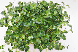 Close up of daikon radish microgreens. Seed germination at home. Vegan and healthy eating concept. Top view