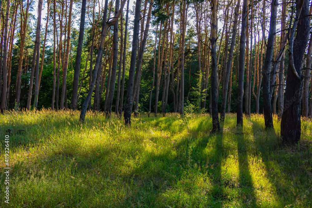 Obraz premium pine forest on a sunny evening.