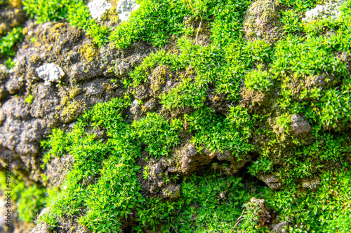 The stones are overgrown with moss. Moss texture is green. Moss background. Green moss on a grunge texture, background.