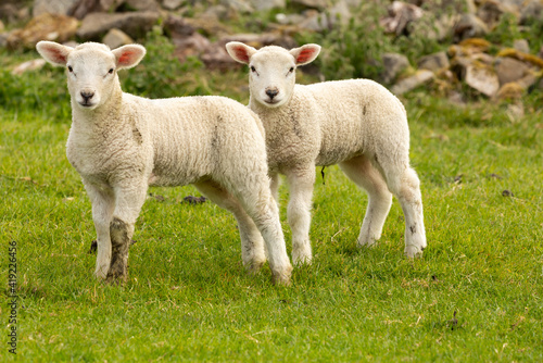 Close up of two cute twin lambs in Springtime.  Facing forward in green meadow with drystone walling in the background.  Yorkshire Dales.  No people.  Horizontal.  Space for copy.