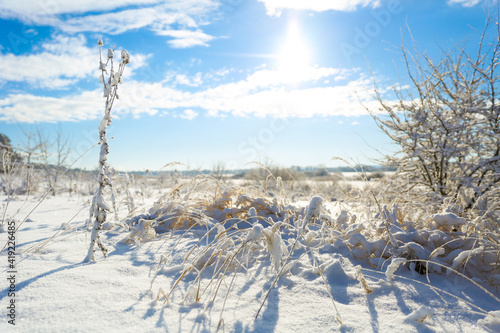 winter landscape on a sunny day. stalks of grass covered with snow glisten in the sun