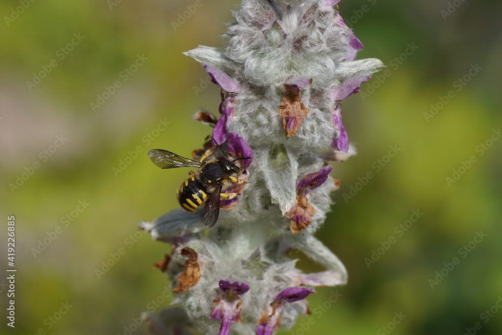 European wool carder bee (Anthidium manicatum) family Megachilidae, the leaf-cutter bees or mason bees on flowers of lamb's-ear or woolly hedgenettle. June, Netherlands European wool carder bee (Anthidium manicatum) family Megachilidae, the leaf-cutter bees or mason bees on flowers of lamb's-ear or woolly hedgenettle. June, Netherlands