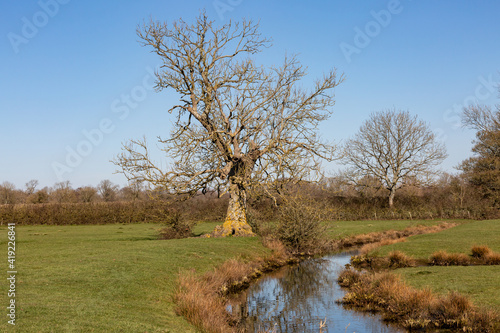 A  landscape with a tree and a stream, on a sunny late winters day photo