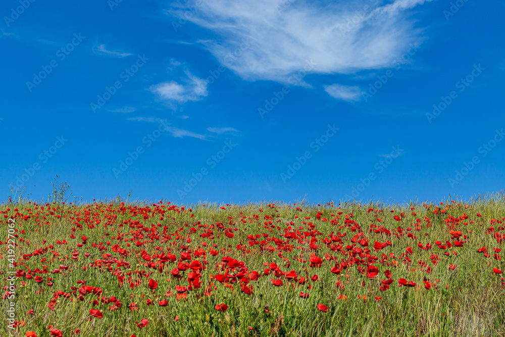 A Field of Red Poppies Beneath a Blue Sky