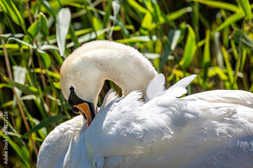 A Mute Swan in the Sunshine