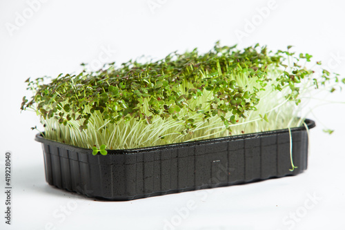 Organic raw green food. Different types of micro green dill sprouts. Vegan salad from microgreens.