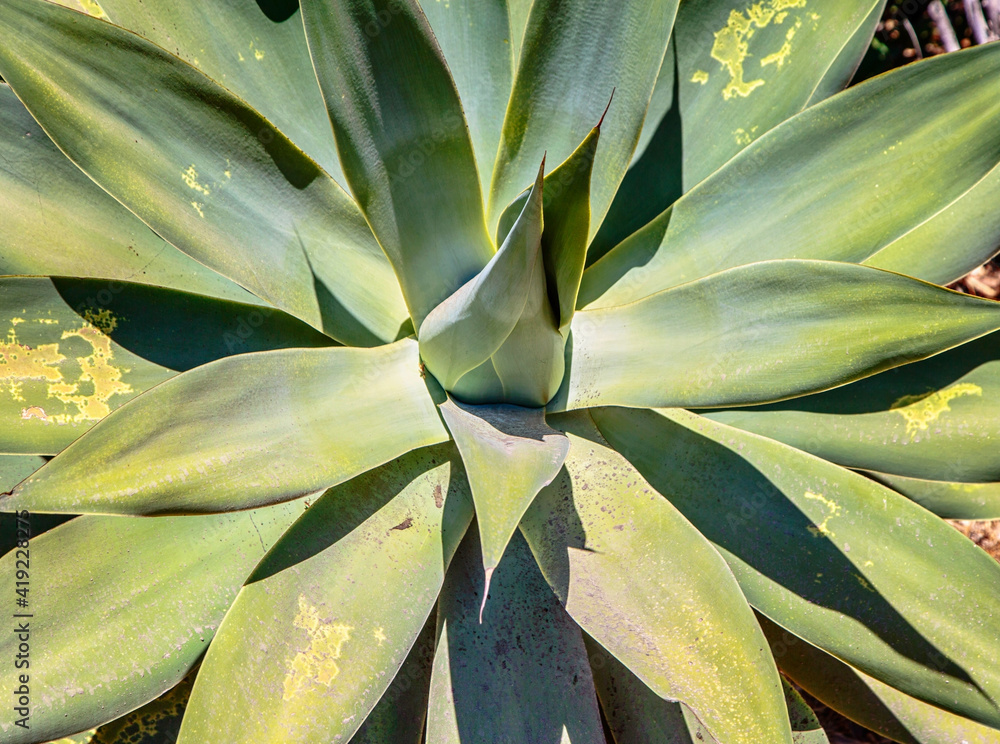 Close up of agave plant, green leaves with yellow spots Close up of agave plant, green leaves with yellow spots