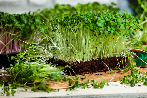 Organic raw green food. Different types of micro green dill sprouts. Vegan salad from microgreens. © romeof