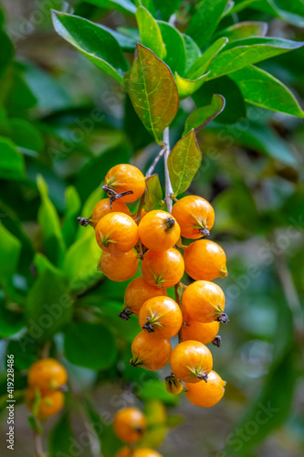 Orange berries