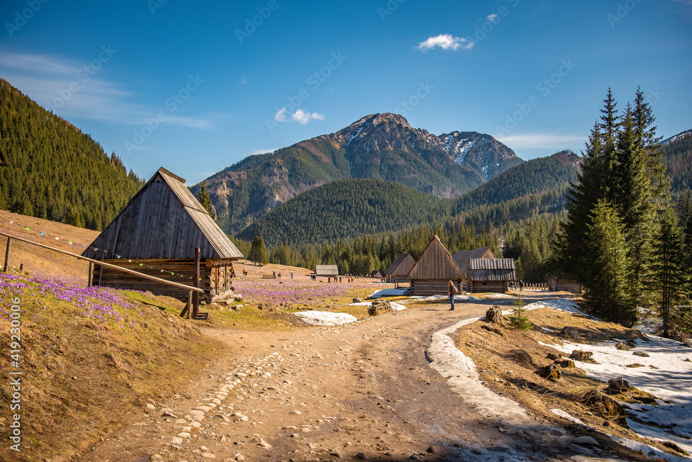 Krokusy, Dolina Chochołowska, Wiosna, Tatry