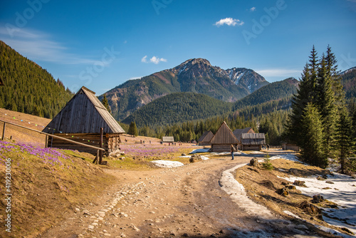 Obraz na płótnie Krokusy, Dolina Chochołowska, Wiosna, Tatry w salonie