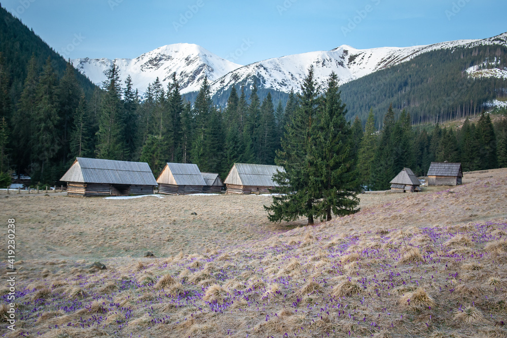 Krokusy, Dolina Chochołowska, Wiosna, Tatry