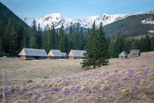 Obraz na płótnie Krokusy, Dolina Chochołowska, Wiosna, Tatry w salonie