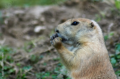 Portrait of a small gopher eating with two hands on the blurred background