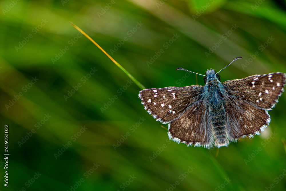 Obraz premium Top view of beautiful brown butterfly with white dots