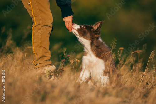 Fototapeta Naklejka Na Ścianę i Meble -  Beautiful brown border collie puppy enjoying outdoors at sunset. 