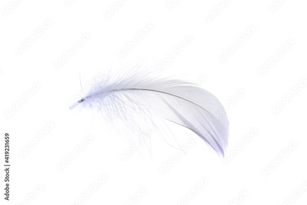 Feather macro. Multicoloured pastel angel feather closeup texture isolated on white background in macro photography, soft focus. Abstract. Coral pink color trends and vintage.