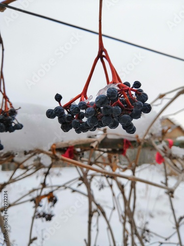 berries on snow