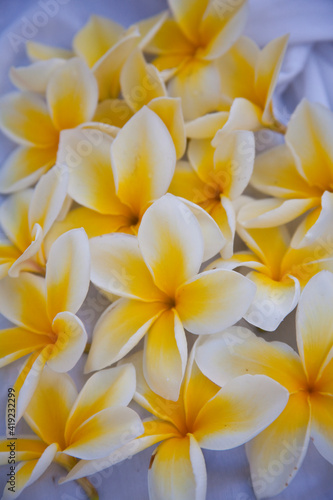 USA  Hawaii  Maui  Kapalua colorful plumeria fallen blooms