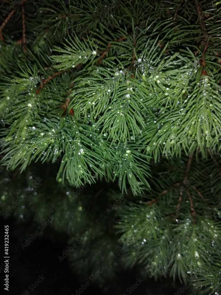 Fir branches and needles in the dark and dew, nature