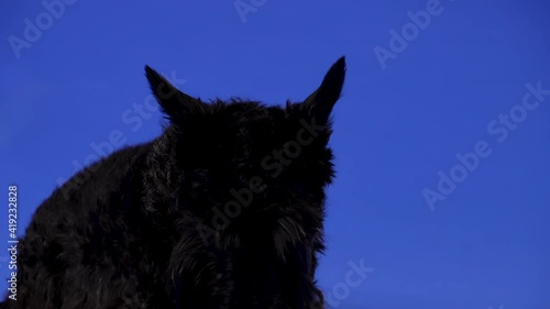 A dog of breed Scottish Terrier black color lies in the studio on a blue background. The pet is breathing heavily, sticking out its pink tongue. Slow motion. Close up. photo