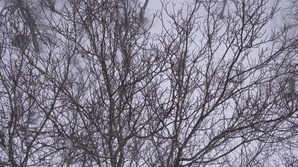 Blizzard Outside Window, Trees Swaying from Strong Gust of Wind. Snowfall. 4K Blizzard Outside Window, Trees Swaying from Strong Gust of Wind. Snowfall. 4K