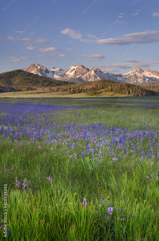 Fototapeta premium USA, Idaho. Meadows of common camas, Stanley Basin Sawtooth Mountains.