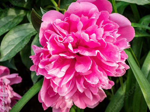 Pink peony flower on the background of leaves