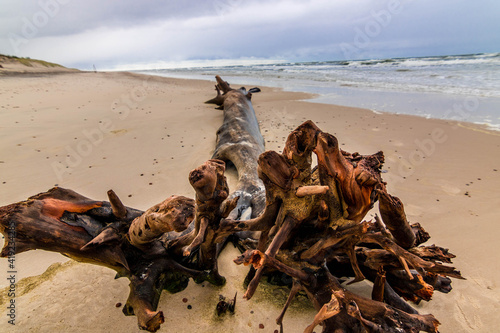 kłoda na plaży morze brzeg