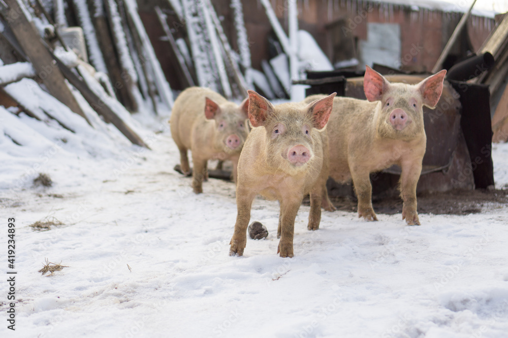 Domestic pig, farm animal posing in winter scene. Domestic pig, farm animal posing in winter scene.