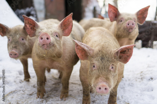 Domestic pig  farm animal posing in winter scene. 