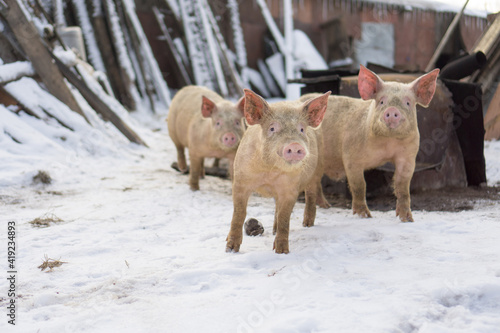 Domestic pig, farm animal posing in winter scene. 