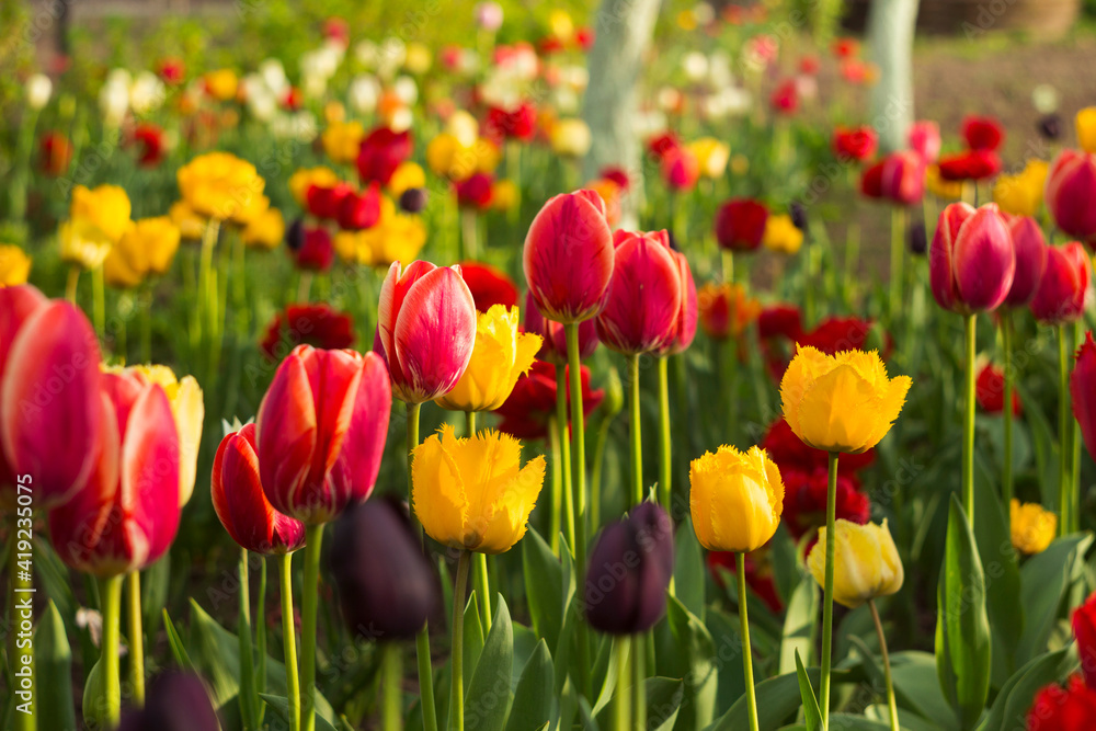 Lots of multicolored tulips in the garden. Red, yellow, orange flowers tulips bloom in spring. Background Lots of multicolored tulips in the garden. Red, yellow, orange flowers tulips bloom in spring. Background