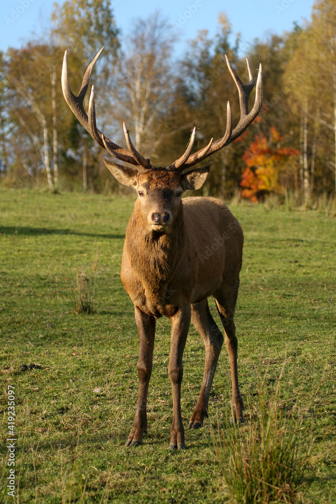 Fototapeta premium Red deer display their grown horns