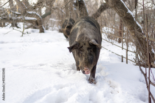 Domestic pig  farm animal posing in winter scene. 