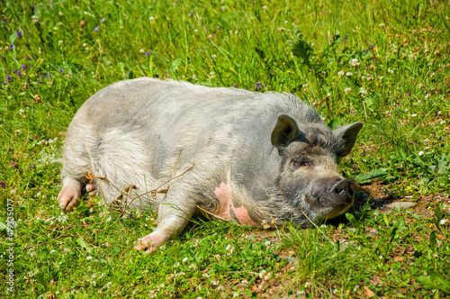 pig on grass