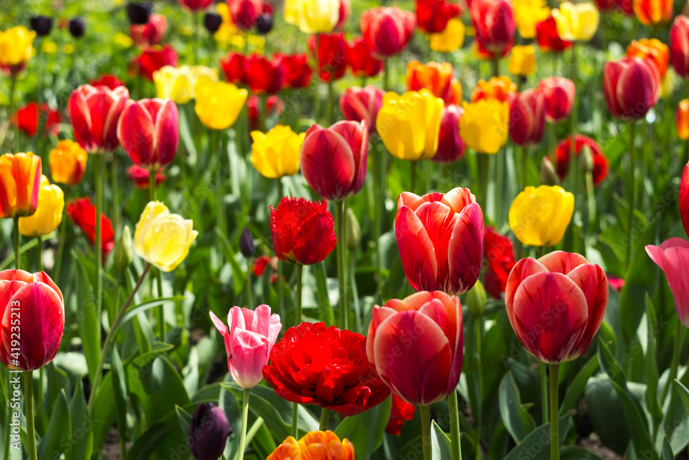 Lots of multicolored tulips in the garden. Red, yellow, orange flowers tulips bloom in spring. Background Lots of multicolored tulips in the garden. Red, yellow, orange flowers tulips bloom in spring. Background