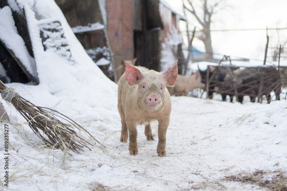 Domestic pig, farm animal posing in winter scene. Domestic pig, farm animal posing in winter scene.