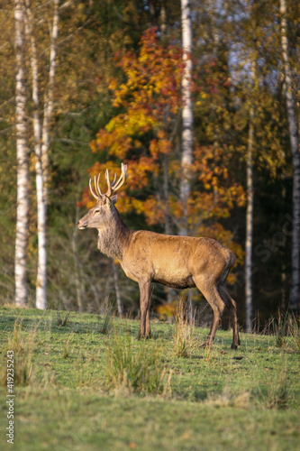 Red deer display their grown horns  © Salons