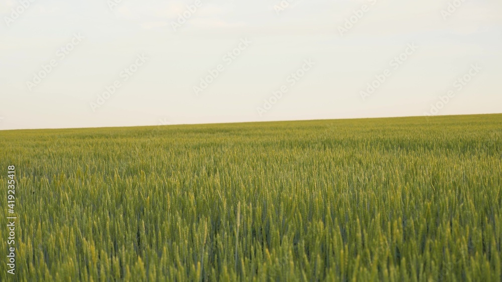A field of ripening green wheat against blue sky. Spikelets of wheat with grain shakes the wind. grain harvest ripens in summer. Agricultural business concept. environmentally friendly wheat