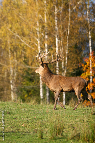 Fototapeta Naklejka Na Ścianę i Meble -  Red deer display their grown horns 