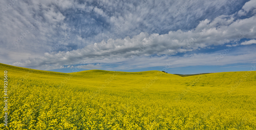 Large field of canola on Washington-Idaho border near Estes, Idaho.