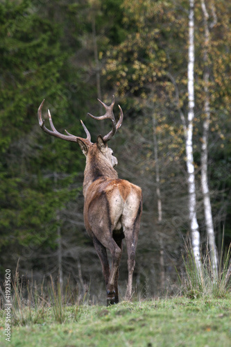 Red deer display their grown horns 