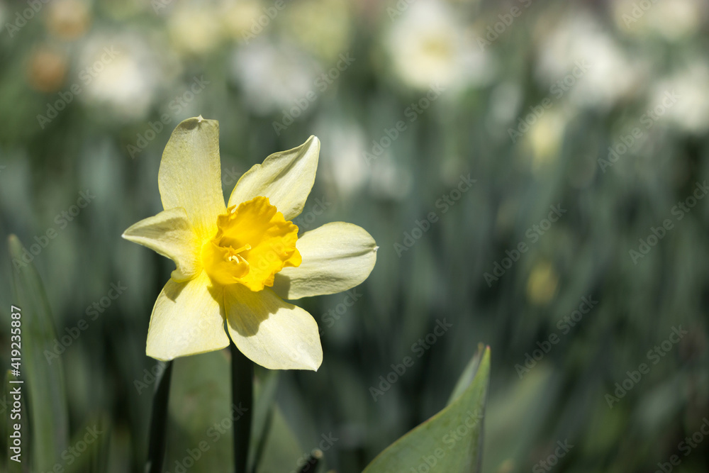 Yellow daffodil blooming in the garden, background. Spring flowers