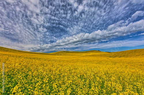 Large field of canola on border of Washington-Idaho © Danita Delimont