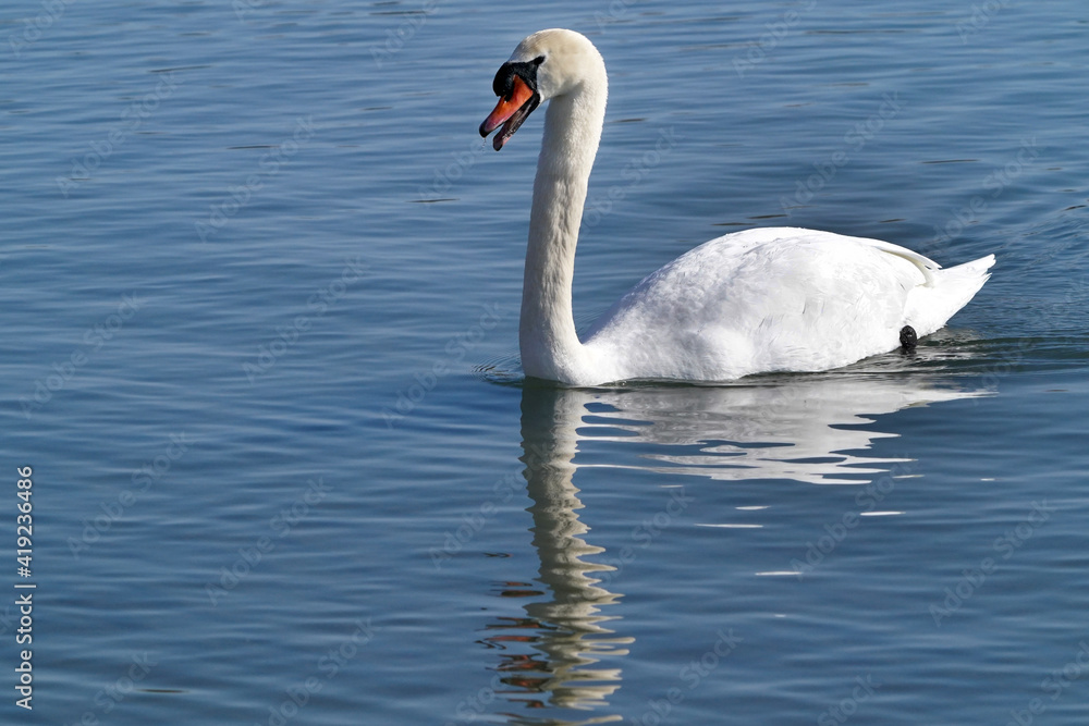 Fototapeta premium Mute Swans