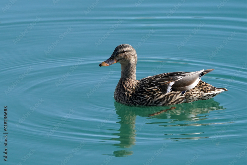 Malllard ducks at harbour on beautiful winter day Malllard ducks at harbour on beautiful winter day