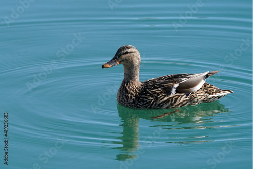 Malllard ducks at harbour on beautiful winter day