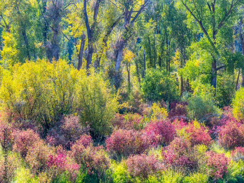 USA, Idaho, Swan Valley along the snake river dogwood and cottonwoods in fall colors photo