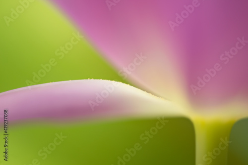 flower pollen on purple, magenta tulip petal, macro soft focused, small depth of field